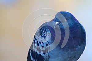 Wildlife birds. Portrait of a common pigeon