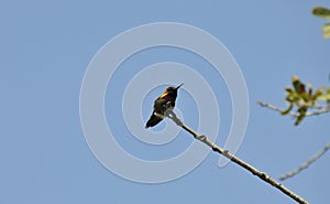 Wildlife Birds Series - Anna\'s Hummingbird - Trochilidae photo