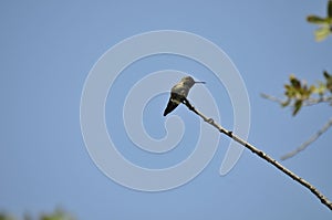 Wildlife Birds Series - Anna\'s Hummingbird - Trochilidae photo