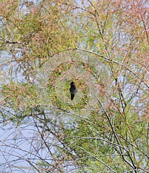 Wildlife Birds Series - Anna\'s Hummingbird - Trochilidae photo