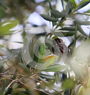 Wildlife Birds Series - Close up of Anna\'s Hummingbird - Trochilidae