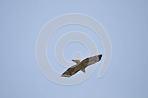 Wildlife Birds Series - Osprey in flight - Raptor - Pandion halieatus