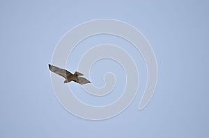 Wildlife Birds Series - Osprey in flight - Raptor - Pandion halieatus