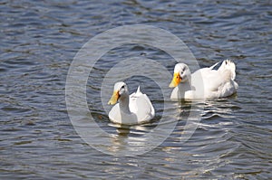 Wildlife Birds Series - White Duck with Yellow Bill - Pekin Duck