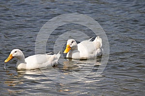 Wildlife Birds Series - White Duck with Yellow Bill - Pekin Duck