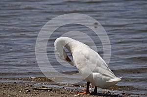 Wildlife Birds Series - White Duck with Yellow Bill - Pekin Duck