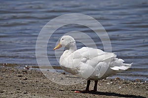 Wildlife Birds Series - White Duck with Yellow Bill - Pekin Duck