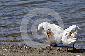 Wildlife Birds Series - White Duck with Yellow Bill - Pekin Duck