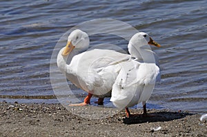 Wildlife Birds Series - White Duck with Yellow Bill - Pekin Duck