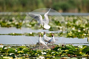 Wildlife birds watching in Danube Delta , Romania