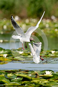 Wildlife birds watching in Danube Delta , Romania