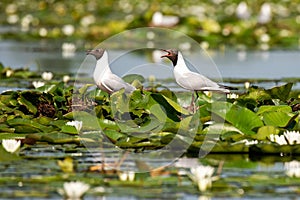 Wildlife birds watching in Danube Delta , Romania