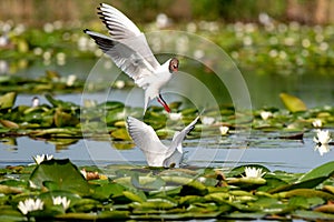 Wildlife birds watching in Danube Delta , Romania