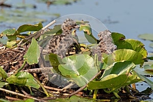 Wildlife birds watching in Danube Delta , Romania