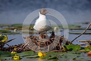 Wildlife birds watching in Danube Delta , Romania