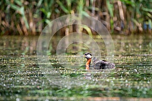 Wildlife birds watching in Danube Delta , Romania