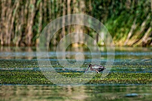 Wildlife birds watching in Danube Delta , Romania