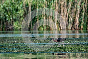 Wildlife birds watching in Danube Delta , Romania