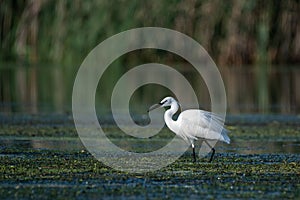 Wildlife birds watching in Danube Delta , Romania