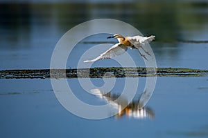 Wildlife birds watching in Danube Delta , Romania