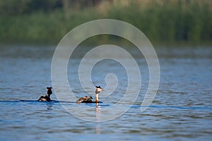 Wildlife birds watching in Danube Delta , Romania