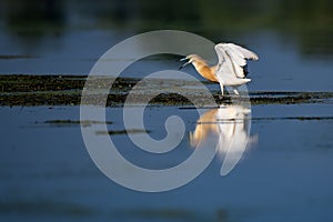 Wildlife birds watching in Danube Delta , Romania