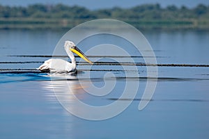 Wildlife birds watching in Danube Delta , Romania