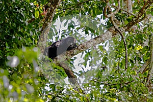 Wildlife: Black Howler Monkeys sleep and eat in trees most of their time