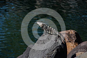 Wildlife: A Black Spiny-tailed Iguana is seen in a Pacific Beach of Guatemala