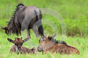 Wildlife Blue Wildebeest Calfs