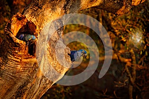 Wildlife Brazil. Hyacinth Macaw, Anodorhynchus hyacinthinus, blue parrot. Portrait big blue parrot, Pantanal, Brazil, South