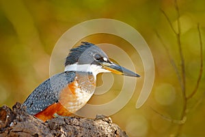 Wildlife Brazil, river bird. Ringed Kingfisher, Megaceryle torquata, blue and orange bird sitting on the tree branch, bird in the