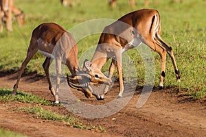 Wildlife Buck Fight Challenge