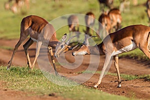 Wildlife Buck Fight Challenge