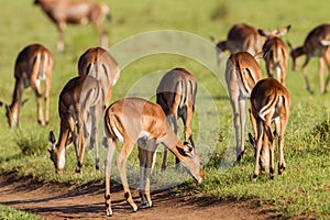 Wildlife Buck Herd Animal