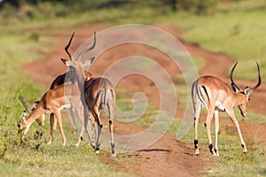 Wildlife Buck Herd Animal