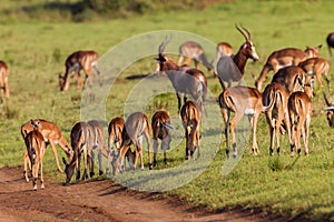 Wildlife Buck Herd Animal