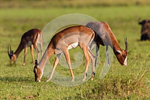 Wildlife Buck Herd Animal