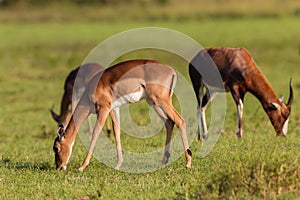 Wildlife Buck Herd Animal