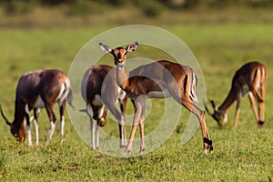 Wildlife Buck Herd Animal