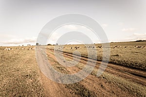 Wildlife Buck Herd Dirt Road Grasslands Sepia Tone Vintage