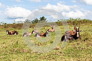 Wildlife Buck Herd Resting Summer