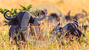 Wildlife Buffalo Animal Herd Grassland Plateau
