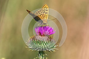 Wildlife butterfly sits on the kyrgyz Cirsium