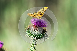 wildlife butterfly sits on the kyrgyz Cirsium