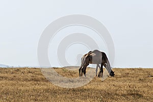 Wildlife Camel eating landscape Oman salalah Arabic