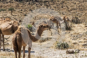 Wildlife Camel looking inside Camera Oman salalah landscape Arabic 12