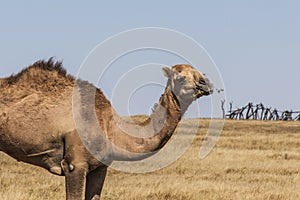 Wildlife Camel looking inside Camera Oman salalah landscape Arabic 2