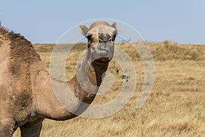 Wildlife Camel looking inside Camera Oman salalah landscape Arabic 3