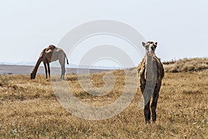 Wildlife Camel looking inside Camera Oman salalah landscape Arabic
